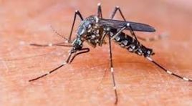 '152 fresh cases of dengue reported in Jammu region'